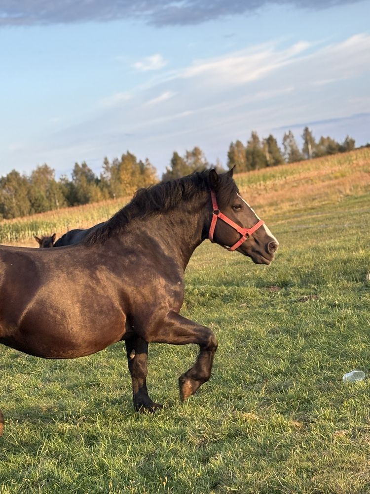 Klacz klacze źrebka zimnokrwiste