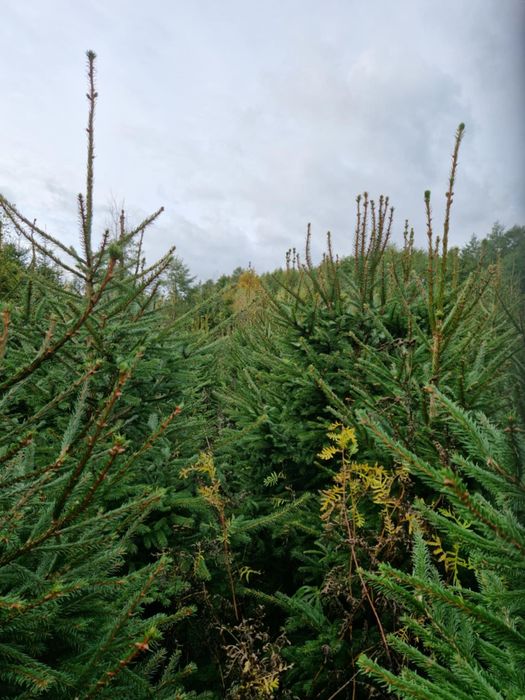 Sprzedam choinki - świerk zwykły i srebrny
