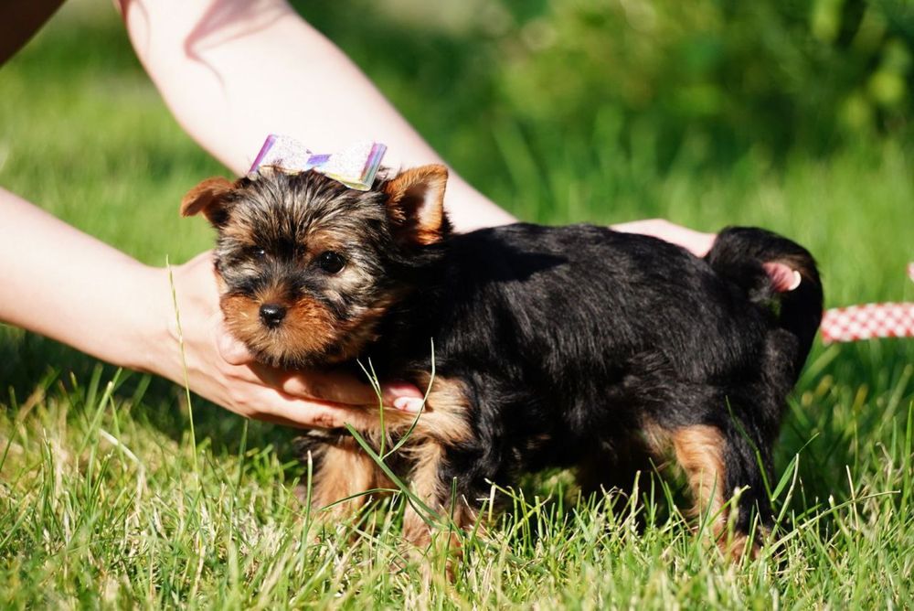 Ідеальні для обіймів – лагідні цуценята йорка чекають нову сім’ю