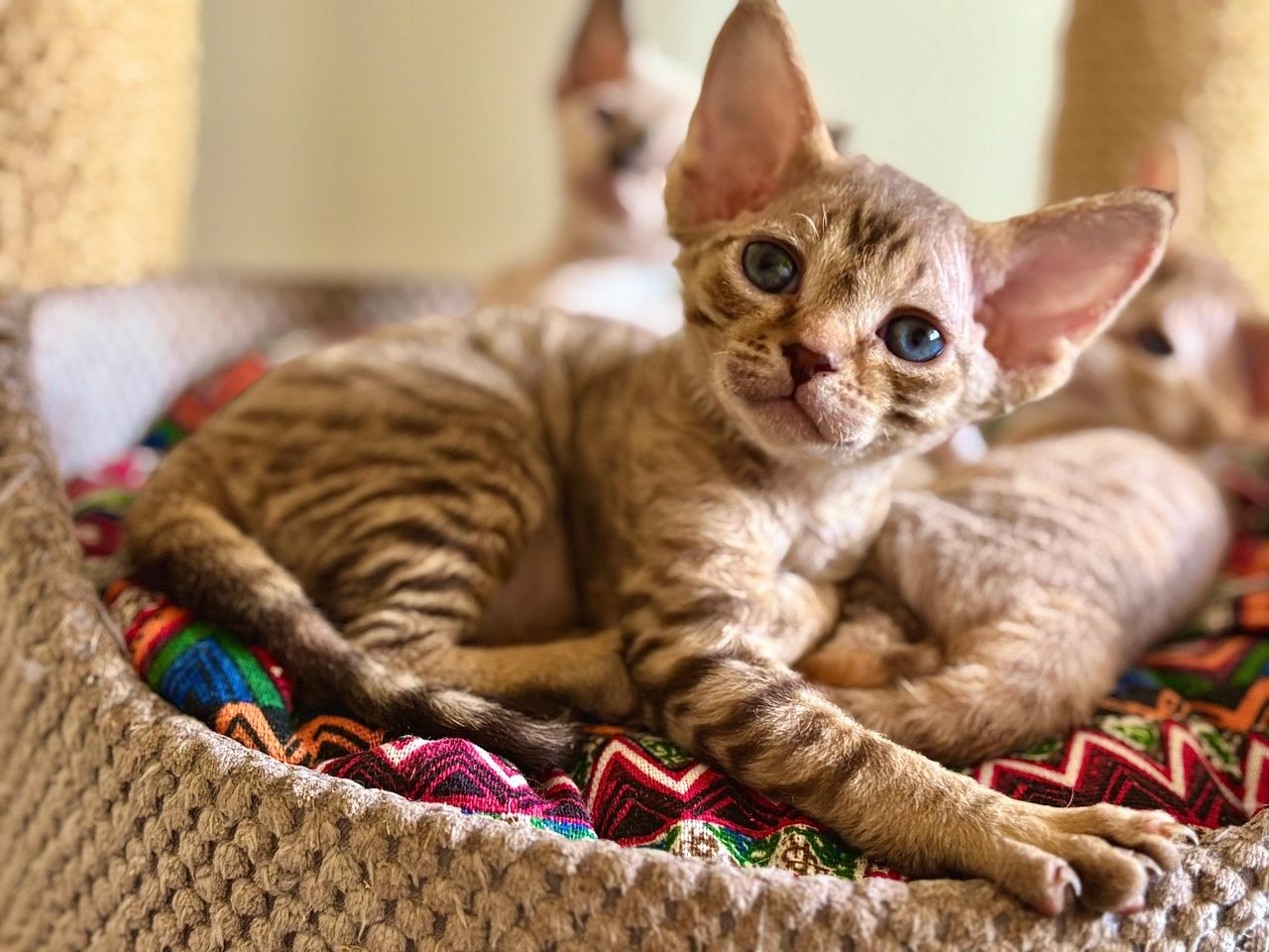 Devon rex śliczny chlopiec