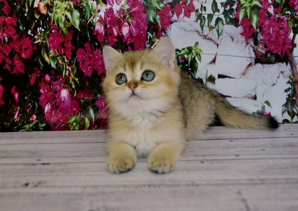 Золотий хлопчик шиншила