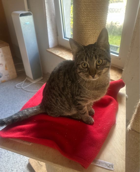 Loki - mały wojownik o łagodnym serduszku