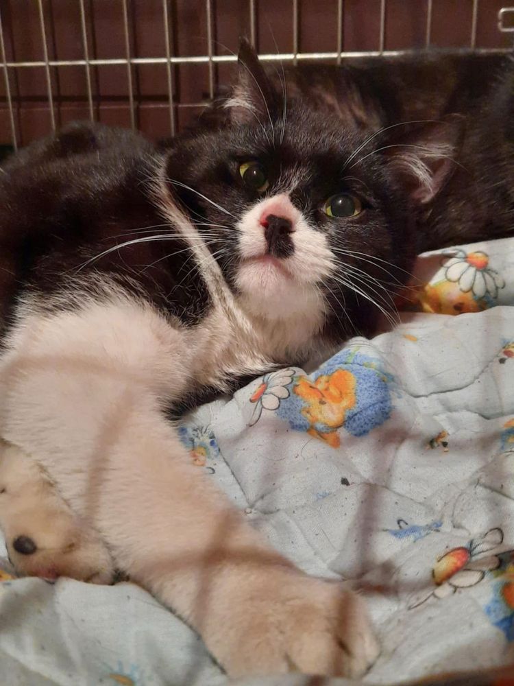 Kocurek Odrynek poleca się na najlepszego przyjaciela