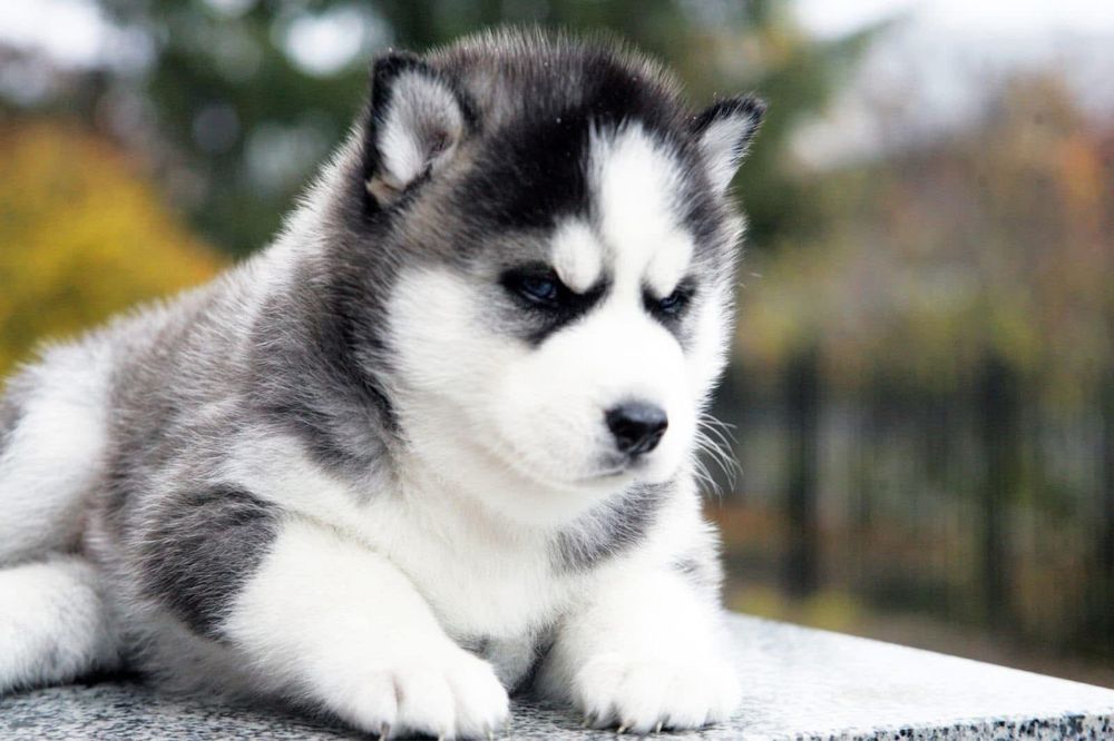 Щенки сибирского хаски с голубыми глазами.