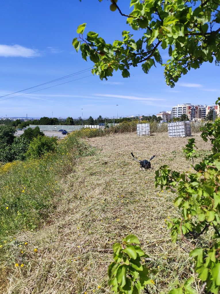 Limpezas e manutenção de jardim