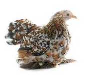 Vendo casal de Galinhas Pekin nascidas em janeiro de 2025.