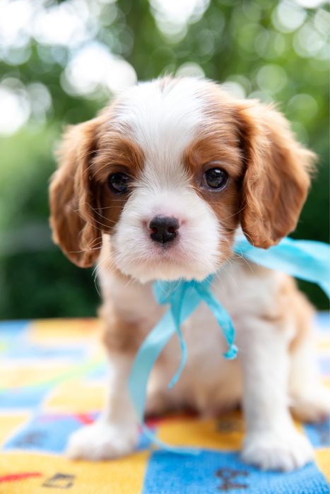 Кавалер кинг чарльз спаниель КСУ