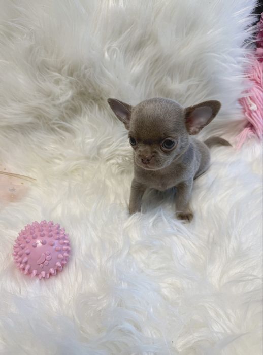 Liliowa dziewczynka chihuahua