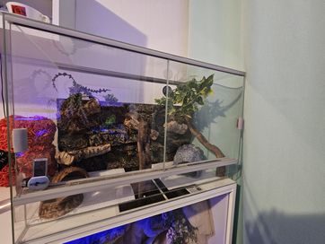 Terrarium dla gekona , pająka itp