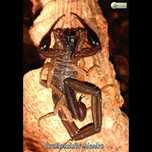 SKORPION Centruoides bicolor dorosły