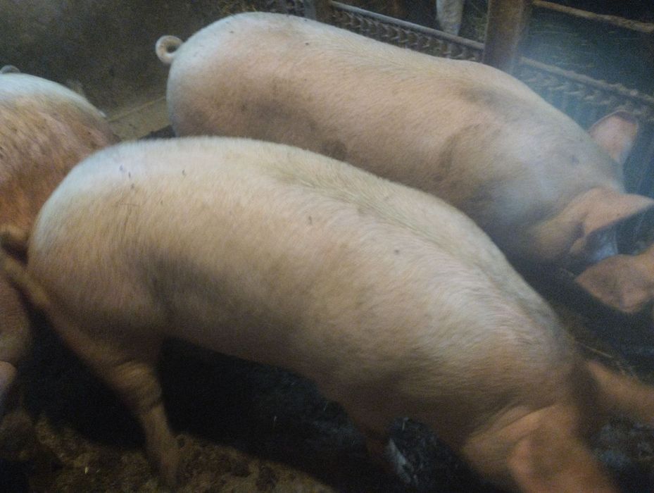 Продам  Свині живою вагою