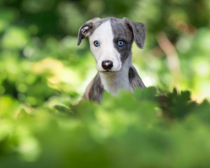 Szczenię Whippet Chart Angielski