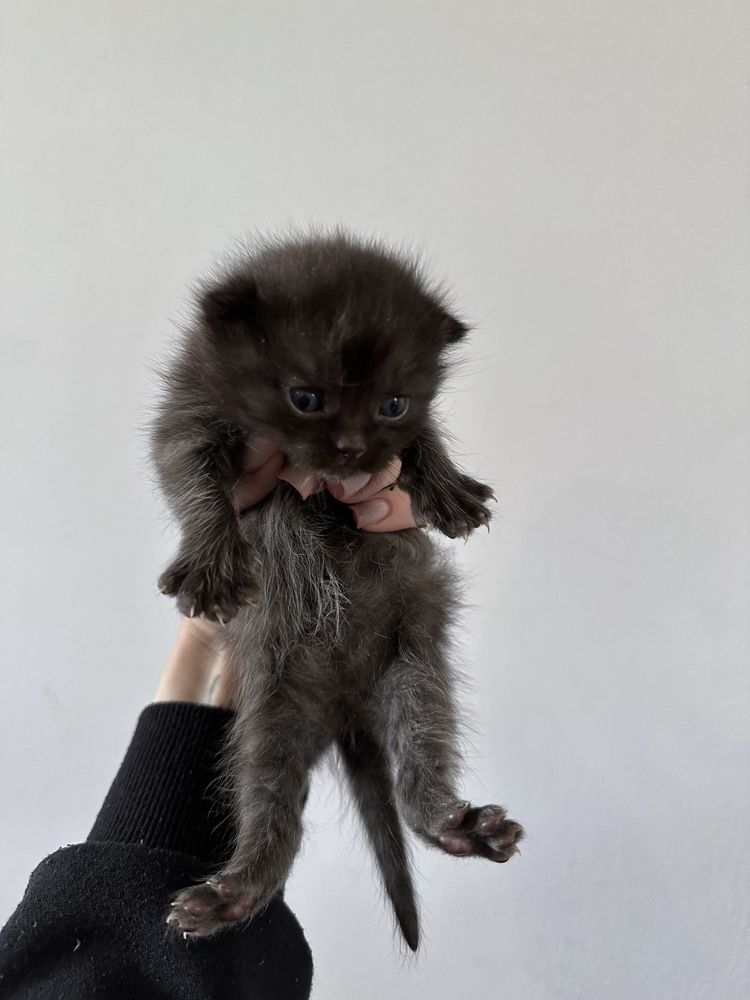 Британські кошенята