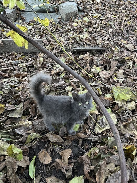 Котеня сіреньке пухнасте