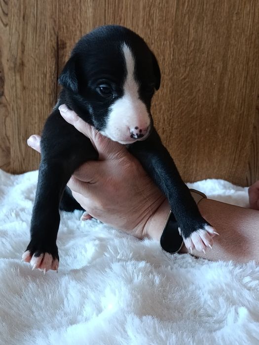 Szczeniaczek Whippet  (chart angielski) - ZkwP