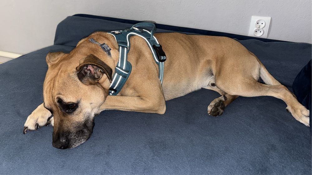 Oddam psa w dobre ręce