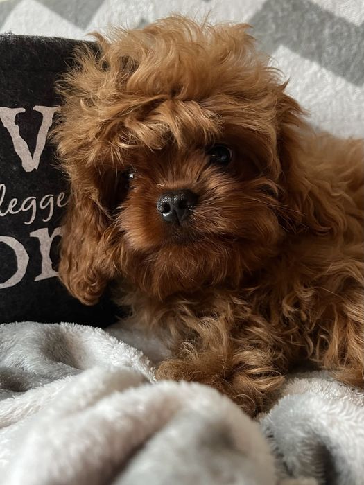 Люксовый мальчик мальтипу, Кавапу