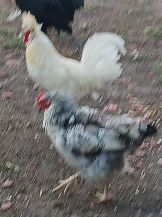 Kurki Ozdobne - wyprzedaż