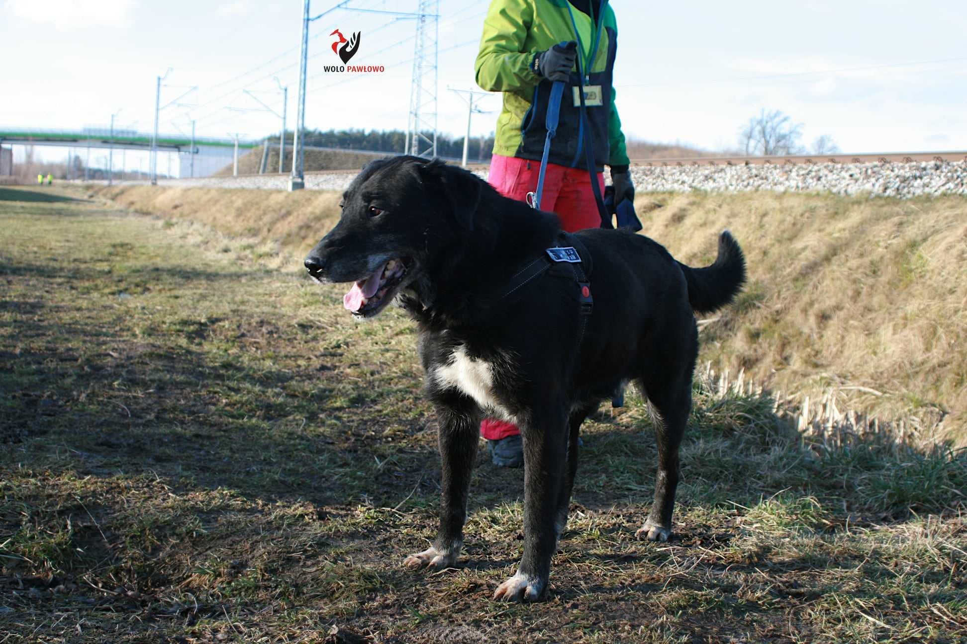 Starszy Labrador za darmo