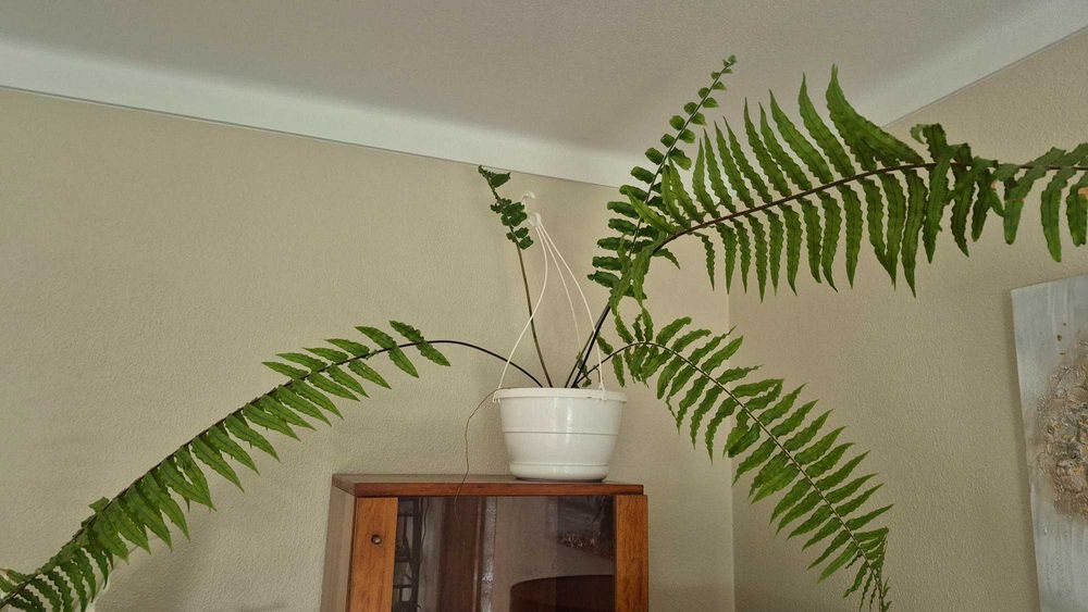 Planta natural Samambaia