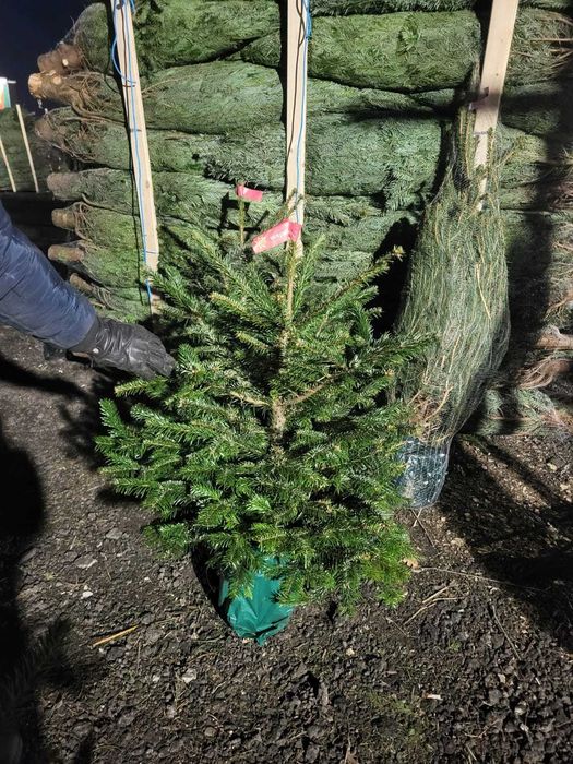 Jodła kaukaska w donicy. Dostępna KAŻDA ilość