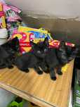 Gatinhos para dar