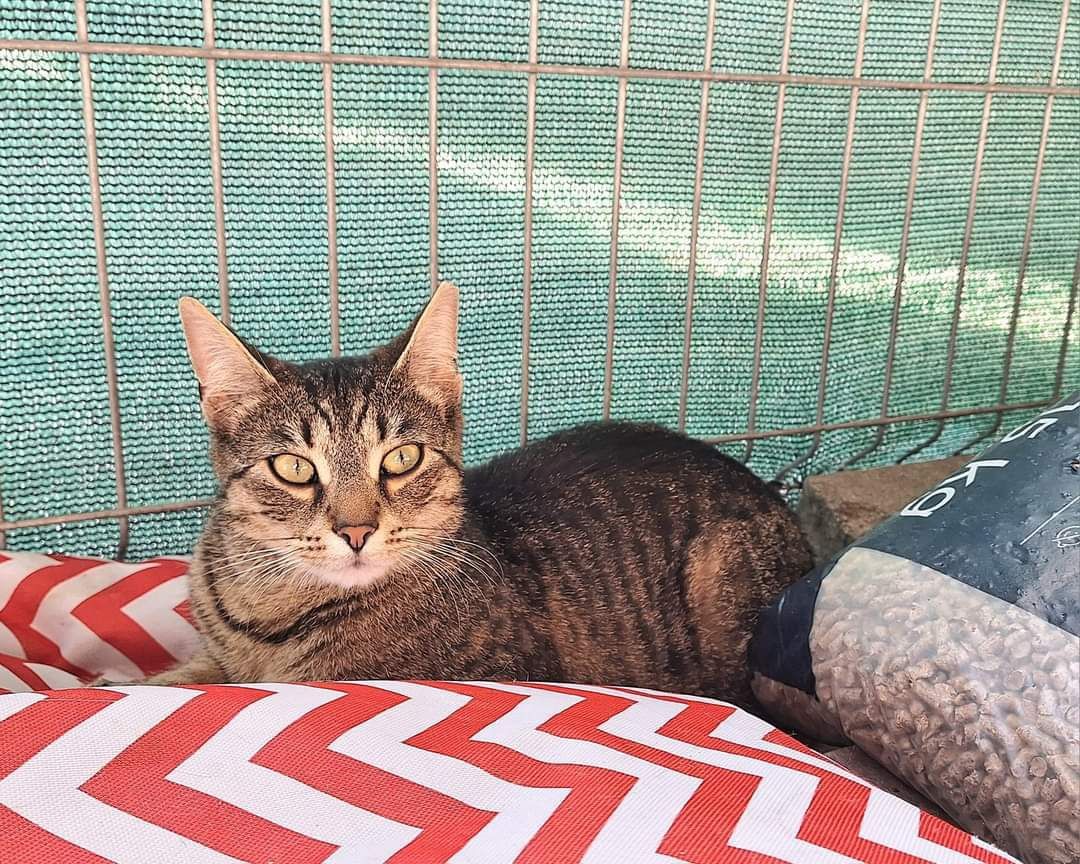 Kotki Bura i Plamka do adopcji!