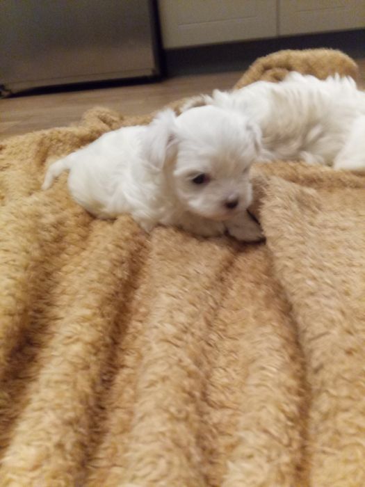 Sprzedam sunia rasy maltańczyk