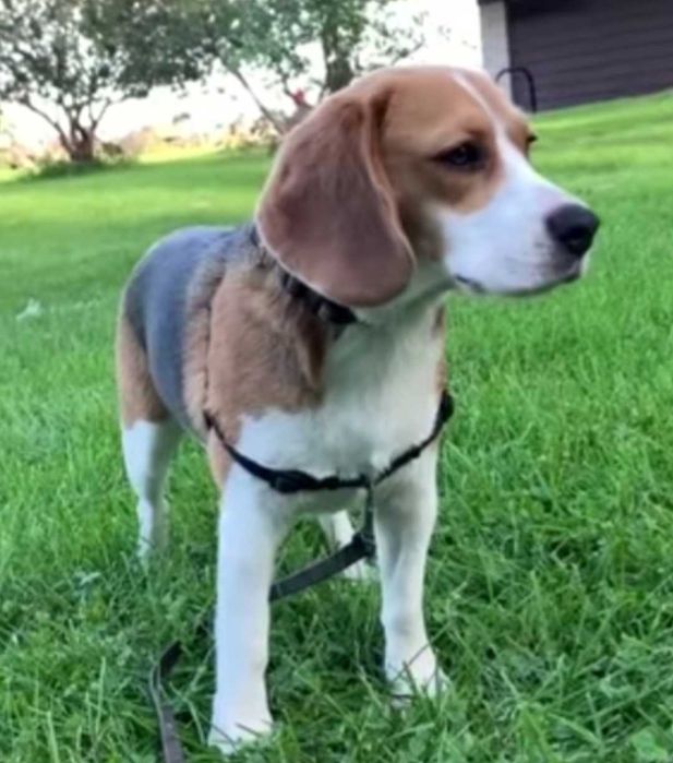 Beagle macho lindo