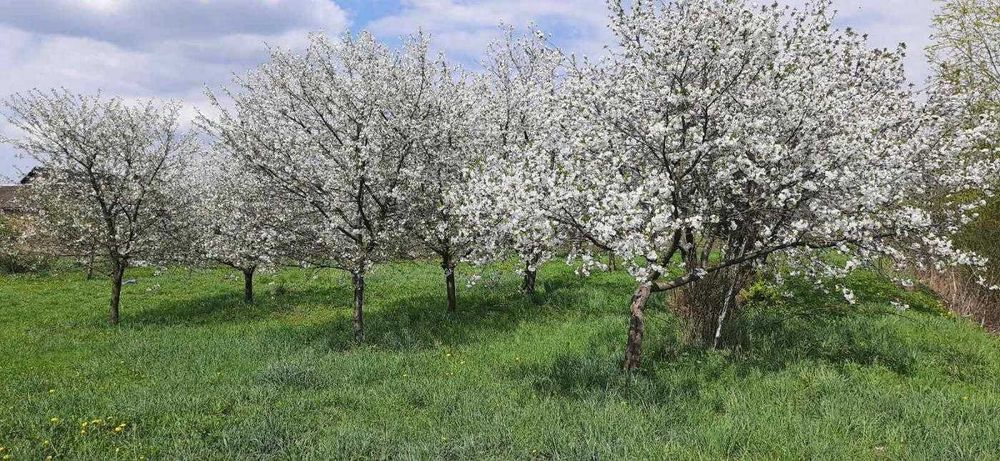 Продаж /Будинок/0 Цикл/Ременів/Львівська обл