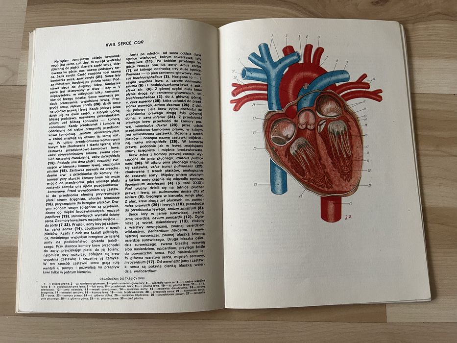 Mały atlas anatomiczny Witold Sylwanowicz