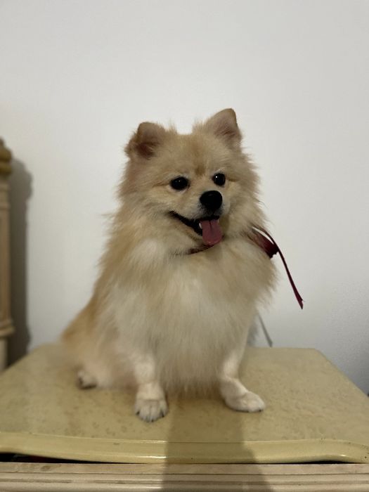 Померанські шпіци — Лише 2 хлопчика! Ідеальна можливість