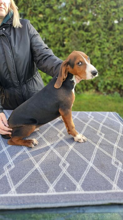 Suczka Gończy Serbski Trójkolorowy Posokowiec bawarski Gończy Polski