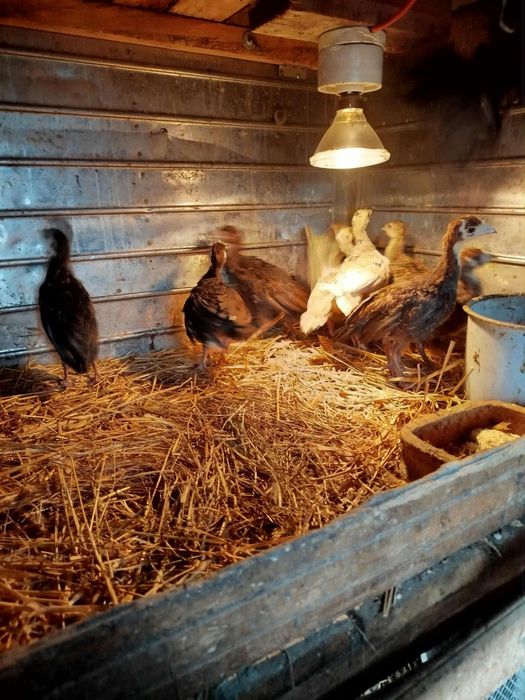 Sprzedam Indyki młode