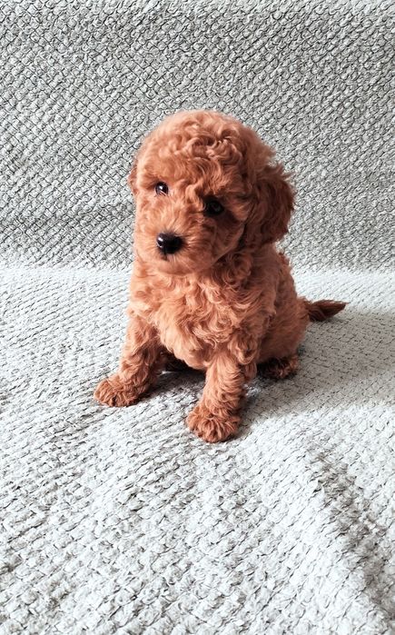 Той пудель. Чудовий хлопчик