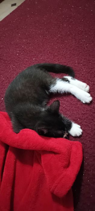 Gatinhos bebés para adoção responsável