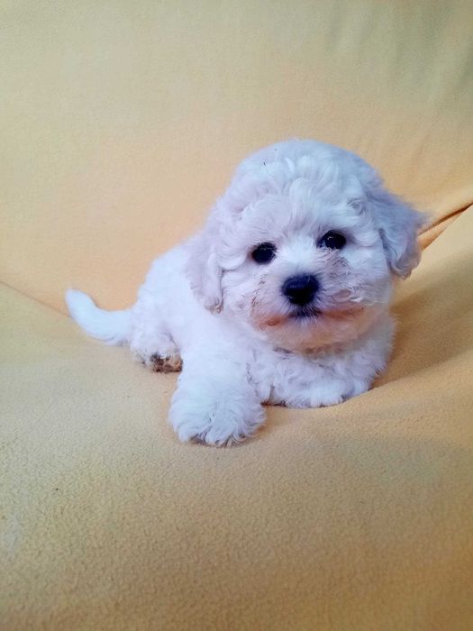 piękny samiec bichon frise ,rodowód FCI, ojciec z Brazylii