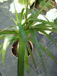 Dracena 2 sztuki trzypędowa i dwupędowa
