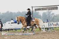 Sprzedam klacz haflinger