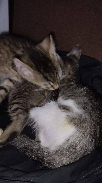 Odam za darmo kotków w dobre rence