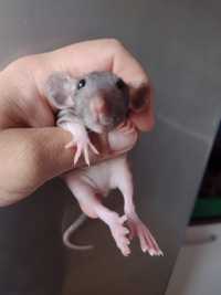 Szczury szczurki  Fuzz  Dumbo samiczki
