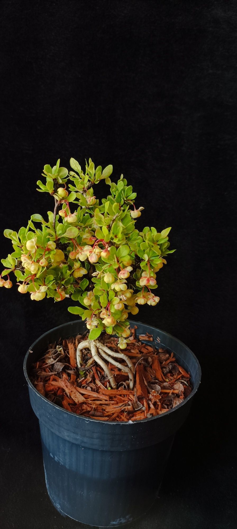 Berberys BONSAI prebonsai