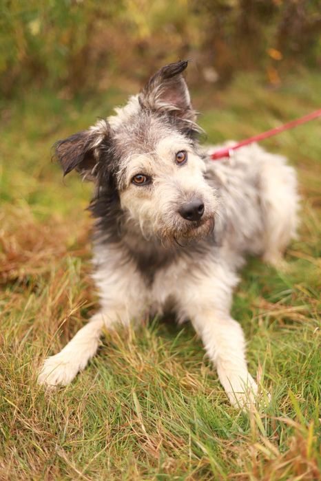 Wesoły i towarzyski pies szuka nowego domku