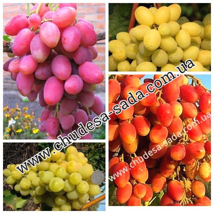 Саженцы винограда мировых сортов большой выбор сортов. Виноград