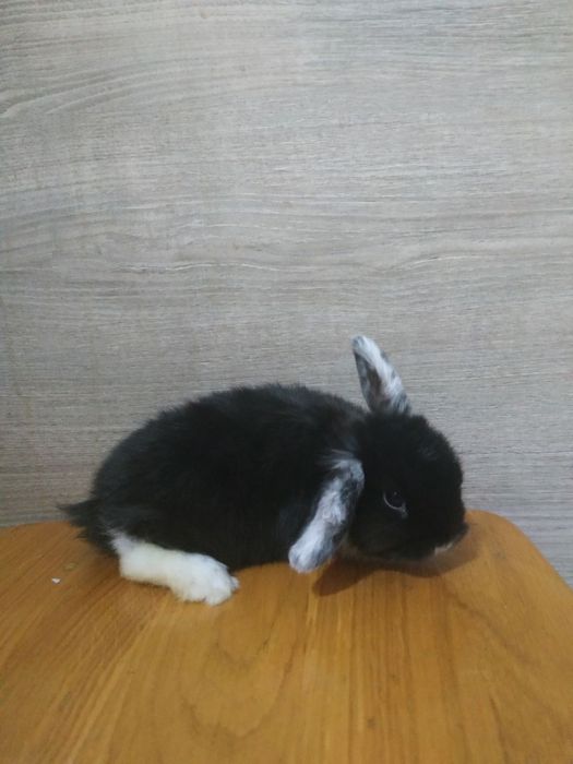 Кролик міні Лоп , міні кролик, карликовий кролик
