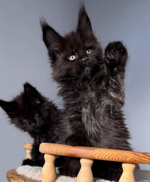 Детки мейн-кун, есть мальчики и девочки