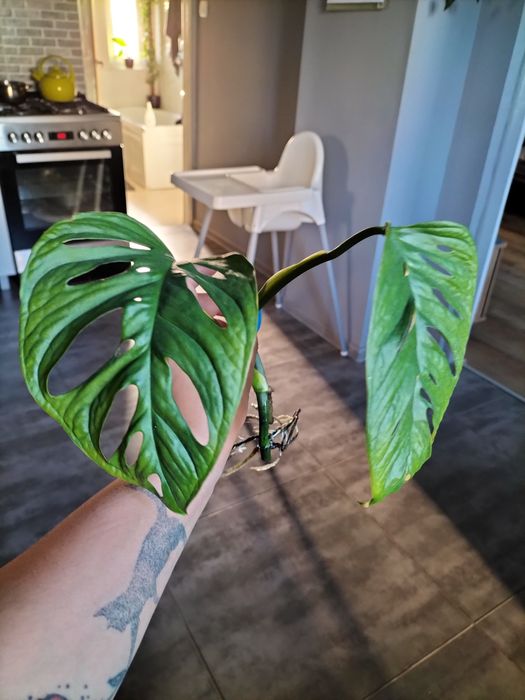 Monstera monkey mask