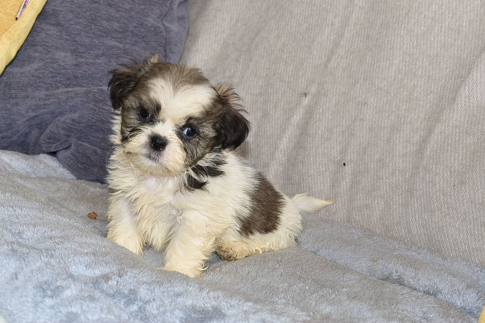 Shih-tzu macho disponível