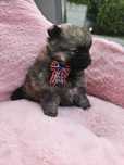 Suczka Szpic Miniatura Miniaturowy Boo Pomeranian