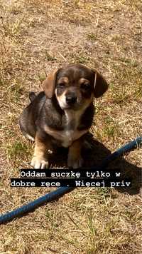 Oddam w dobre rece